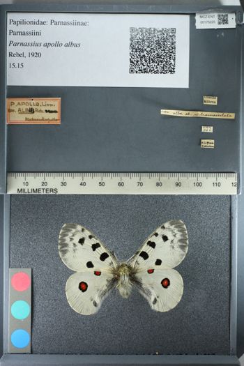 Media type: image;   Entomology 175225